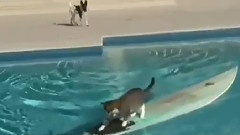 007猫咪版