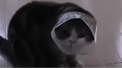 萌得让你颤抖的猫咪