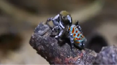 孔雀蜘蛛