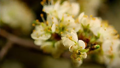 May flower