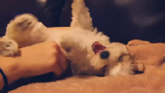 Christmas Puppy