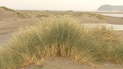 太平洋海岸