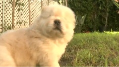 Fluffy Golden Chow Chow Puppies