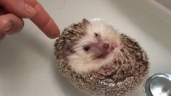 Hedgehog Boat