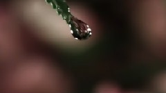 Raindrops