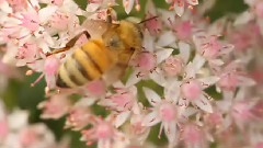 蜂之语