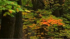 Autumnal