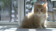 Extreme Kitten Sunbathing