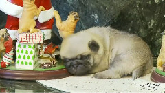 Pug Puppies Visit The North Pole