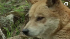 The Dingo