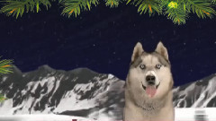 12 Days Of Christmas