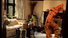 Stephen Malkmus - Tigers