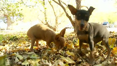 Miniature Pinschers Running Wild