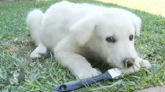 Puppies With Paintbrushes