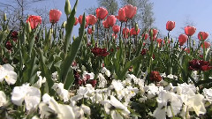 Flowers & Gardens