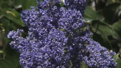 Flowers & Gardens