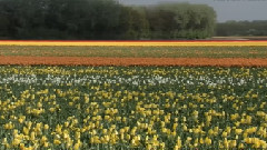 Flowers & Gardens