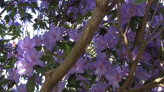 Flowers & Gardens