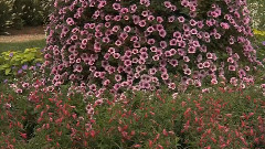 Flowers & Gardens