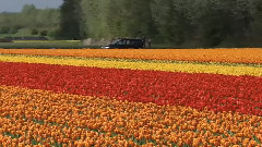 Flowers & Gardens