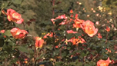 Flowers & Gardens