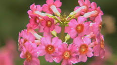 Flowers & Gardens
