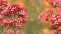 Flowers & Gardens