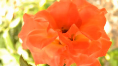 花のあと