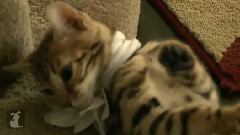 Bengal Kitty Doesn't Like Flower Necklace