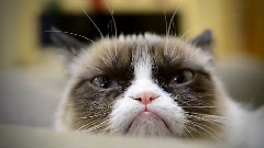 Hard To Be A Cat At Christmas