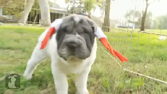 Shar Pei Puppies In Reindeer Antlers