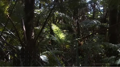夏威夷