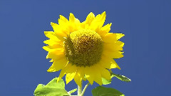 花开四季