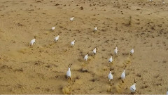 迪拜之旅