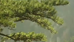 最美中国之泰山