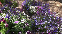 My Summer Garden