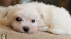 This Maltese Puppy Falls Asleep Better Than You Do