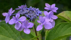 The Daydream Jasmine