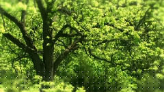 Affection Of The Green