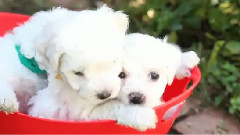 A Bucket Full Of Bichon Frise Puppies