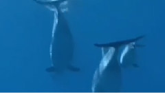 Wonderful Glider
