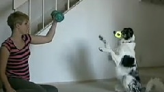 跟主人一起健身的犬