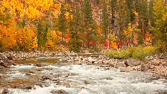 Autumn Foliage