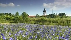 Blue Flowers