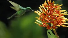 Pollen