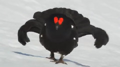 野生动物
