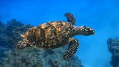 Ocean Trip
