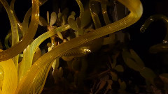 Sonoran Glass
