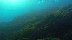 野生动物 四