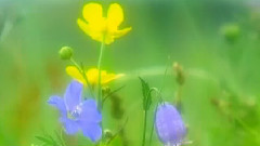 风雨蔷薇